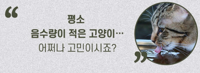 코멧 고양이 캣닢 볼, 2개 상품 소개 3 문제