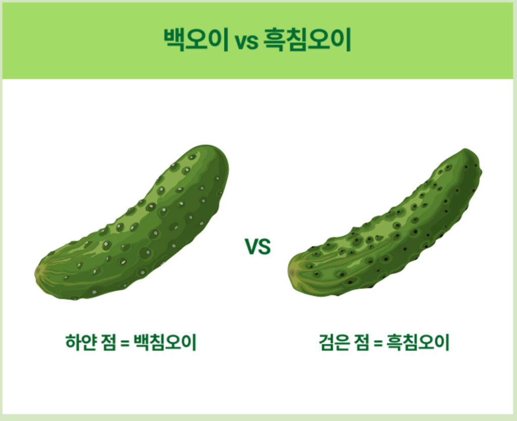 국내산 백오이 상품 리뷰 1 백오이
